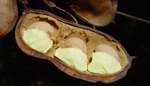 Image result for Schotia capitata