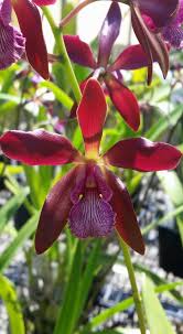 Image result for Burnatia enneandra