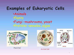 Two Basic Types Of Cells Prokaryotic Cells And Eurkaryotic Cells Ppt Download