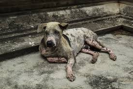 How long it takes for your dog or puppy to be completely free of worms depends on the type of worm and how severe their case might be. Skin Reaction Due To Parasites In Dogs Symptoms Causes Diagnosis Treatment Recovery Management Cost