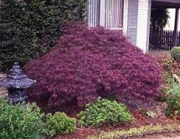 Acer Palmatum Dissectum Crimson Queen Maple Japanese Laceleaf Crimson Queen Mahoney S Garden Centers Acer Palmatum Jardin Japones Arce Japones