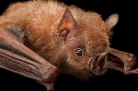 Image result for Afrocanthium burttii