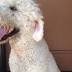 Help Buddy the dog find his way home