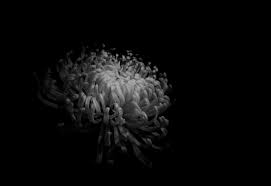 Stunning hd background photos for commercial use. Wallpaper Blackandwhite Flower Blackbackground Studio 4868x3341 738276 Hd Wallpapers Wallhere