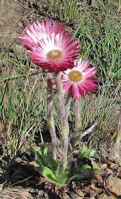 Image result for Mohria vestita