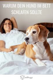 Hund im bett kann auch probleme in der rangordnung bringen. Hier Erfahrt Ihr Warum Euer Hund Mit Euch Im Bett Schlafen Sollte Produkttest Hunde Hund Reisen Alter Hund