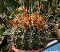 Yellow with native to the southwestern united states and northern mexico, california barrel cactus grows in rocky foothill and canyon terrain and is well. Syn Ferocactus Emoryi Var Rectispinus Cactus Art Nursery