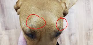 Image result for what do Cheyletiella look like in dog fur