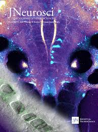 Dendritic Spines of Layer 5 Pyramidal Neurons of the Aging Somatosensory  Cortex Exhibit Reduced Volumetric Remodeling