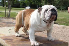 English bulldogs puppies available, los angeles, california. English Bulldog Puppies For Sale California English Bulldog Puppies