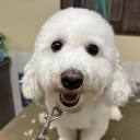 TOP 10 BEST Mobile Pet Grooming in Columbus, OH - Updated 2024 - Yelp