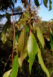 Image result for Catha edulis