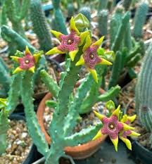 Image result for Tridentea marientalensis