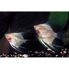 1 jenis ikan hias air tawar populer. Bandung Ikan Hias Red Cheek Angelfish Manfish Air Tawar Aquarium Shopee Indonesia