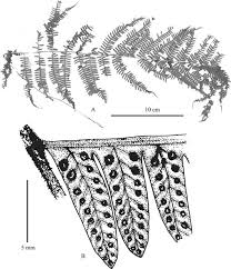 Image result for Ctenitis cirrhosa