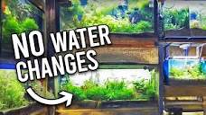 Natural ﻿Tropical Fish Store Reveals Secrets to NO Water Changes ...