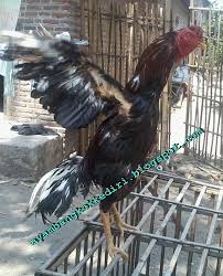 Peternak ayam bangkok berkualitas, kebumen, jawa tengah, indonesia. Peternakan Ayam Bangkok Kediri Jawa Timur Tentang Kolam Kandang Ternak