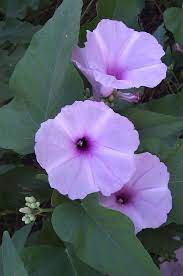 Bush Morning Glory Ipomoea Carnea Morning Glory Flowers Amaryllis Flowers Flowers Perennials
