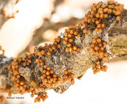 Image result for Englerophytum magalismontanum