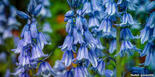 One of the reasons i keep a garden and grow as many plants as i can is to be closer to nature. A Guide To Colorado Wildflowers Wildflower Season
