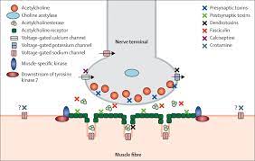 References In Snake Bite The Lancet