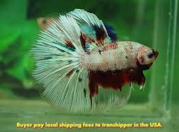 Thailand Export Live Betta Red White Monster Halfmoon Male Betta Fish Pet Aquarium Fish