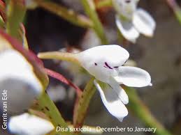 Image result for Disa saxicola