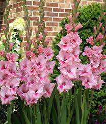 Pin On Gladiolus Flower