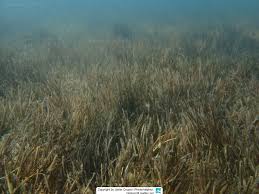 Image result for Zostera capensis
