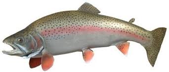 Maybe you would like to learn more about one of these? Kashmir Rainbow Trout Fish Mountain Biking Services Service Provider From Srinagar
