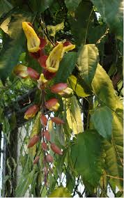 Image result for Thunbergia mysorensis