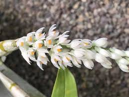 Image result for Polystachya albescens