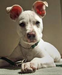 Couldn't You Just Look at These Friendly Australian Shepherds All Day?