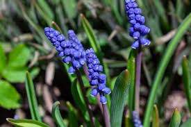 A recurrent bloomer, the first flush of flowers comes in late spring, and again later in summer. Qyemwz06hbmcym