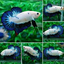 Betta fish orange blue colors original oil painting canvas art on black background. Fwbettashmp1487904615 Hmpk Blue White Marble Betta Fish Types Betta Fish Tank Betta Fish