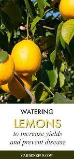 Orange fruit with brown rot lesion. Watering Lemon Trees For Maximum Flavor Lemon Tree Citrus Plant Lemon Tree Potted