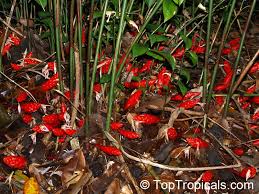 Image result for Zingiber