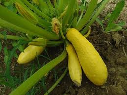 We did not find results for: 11 Common Types Of Summer Squash And How To Care For Them Trees Com