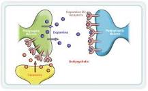 Image result for according to the dopamine hypothesis what causes schizophrenia course hero