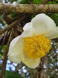 Image result for Oncoba