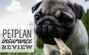 Although there is no option to add preventive and routine care coverage. Petplan Insurance Review Is It The Most Comprehensive Caninejournal Com