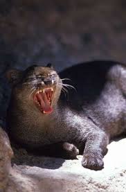 Vahsi Kedi Jaguarundi Wild Cats Wild Cat Species African Wild Cat