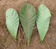 Image result for Anthocleista vogelii