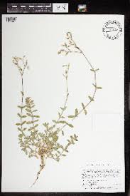 Image result for Cerastium octandrum