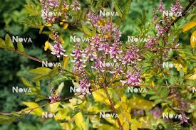 Image result for Indigofera erythrogramma