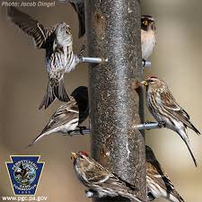 Finding birds in southeast arizona. Pennsylvania Game Commission It S Been An Extraordinary Winter For Birds In Pennsylvania Particularly Winter Finches Birds Like Purple Finches Pine Siskins Evening Grosbeaks And Redpolls Generally Winter In The Boreal Forests