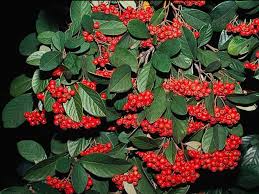 Image result for Cotoneaster