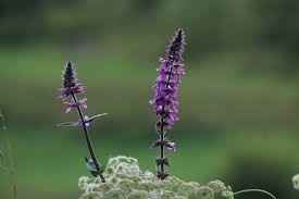 Image result for Stachys aculeolata