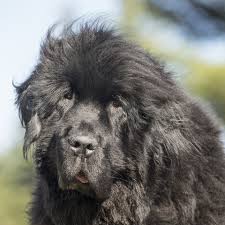 These Black Dog Breeds Are So Cute You Won T Mind Cleaning Up Their Fur Black Dogs Breeds Dog Breeds Black Dog