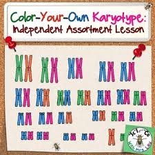This exercise is a simulation of human karyotyping using digital images of chromosomes from actual human genetic studies. Karyotype Worksheets Teaching Resources Teachers Pay Teachers